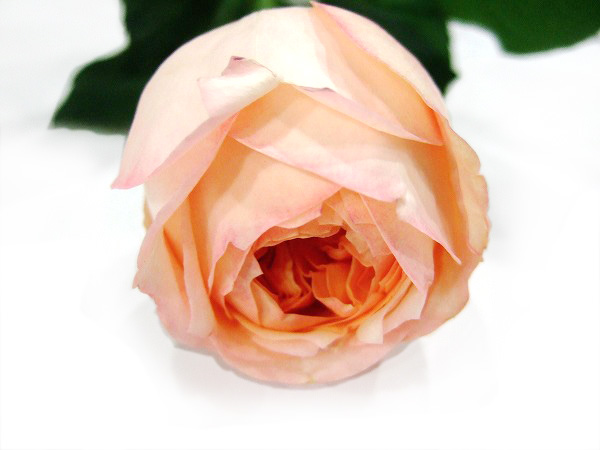 バラ　ピンク アンジェリ－クロマンティカ 秀60 (ピンク)