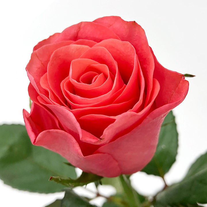 バラ　ピンク タカッジ 2/18まで1　60CM (濃ピンク)