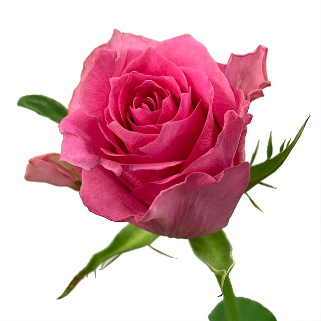 バラ　ピンク フェリシタル RW70CM (濃ピンク)