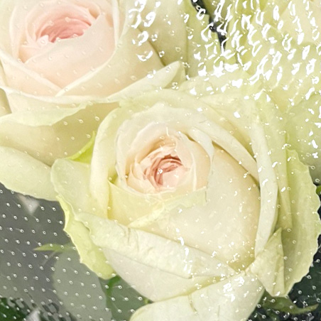 バラ　ピンク ハルカ 60ｃｍ (ピンク)