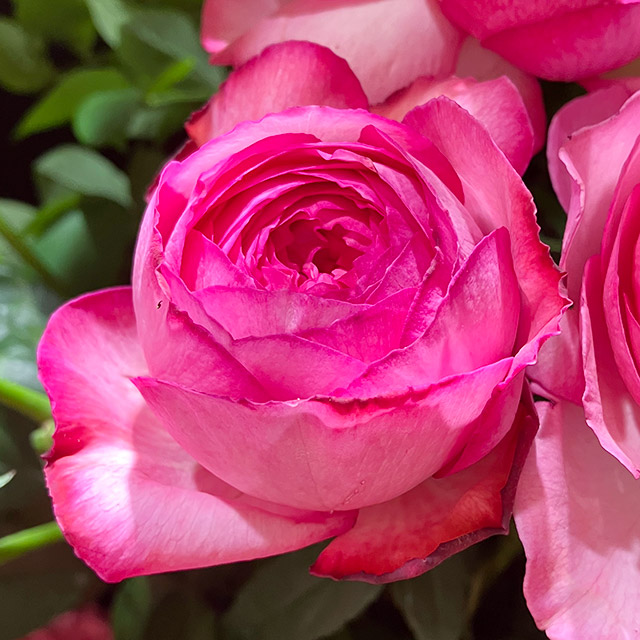 バラ ピンク アンソルスラン B35 (ピンク)｜大田市場店｜ハナノヒ