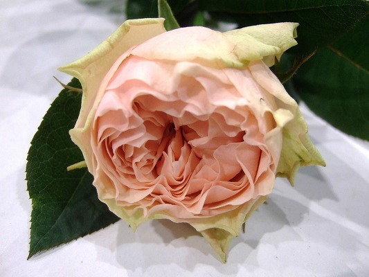 バラ　ピンク マロンフォレスト 秀50CM (ピンク)