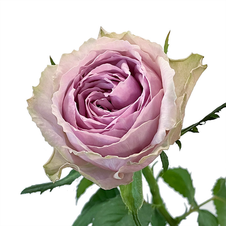 【母の日】バラ　ムラサキ　ブルーミルフィーユ  L 推奨産地