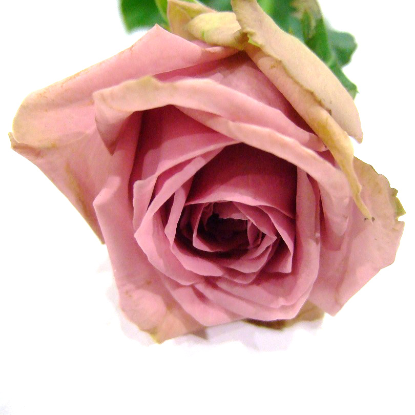 バラ　ムラサキ コートダジュール Ａ55 (紫)