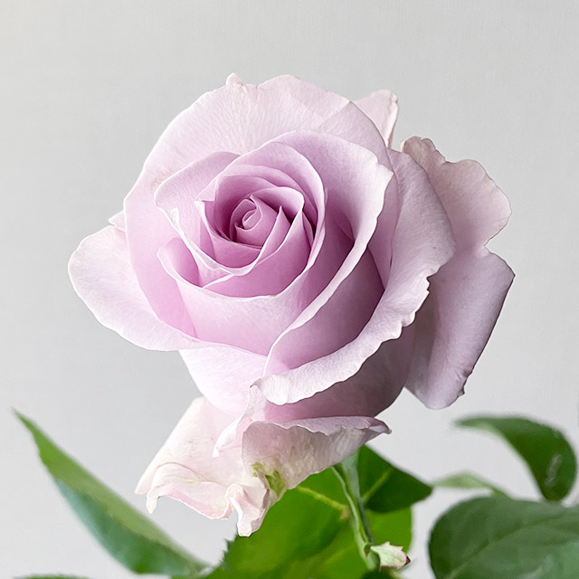 バラ　ムラサキ バラ　ミスティレイン　　　L 推奨産地【予約メニュー】