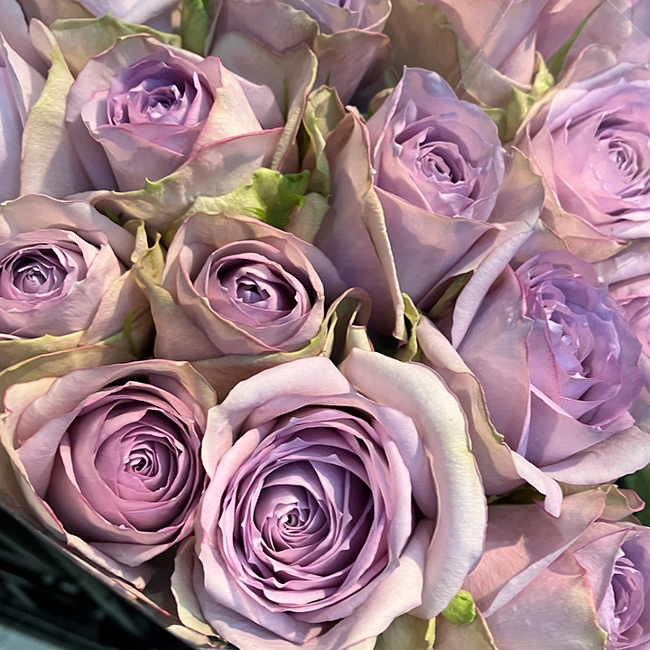 バラ　ムラサキ バラ　ライラッククラシック　L 推奨産地【予約メニュー】