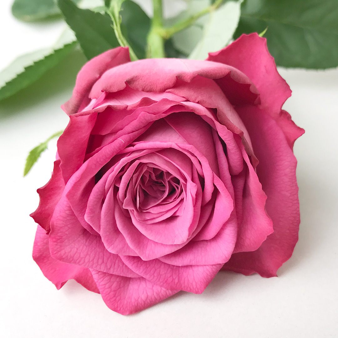 バラ　ムラサキ ヤギパープル 60CM (紫)