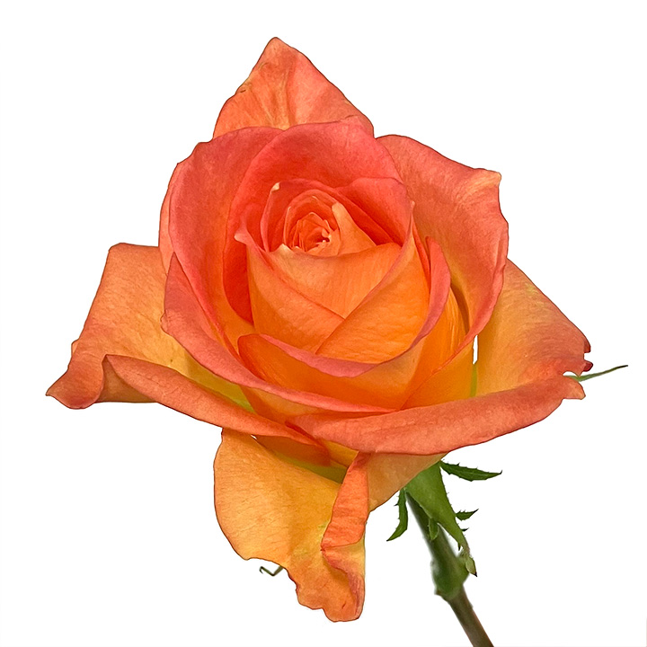 【母の日】バラ　オレンジ  L 推奨産地