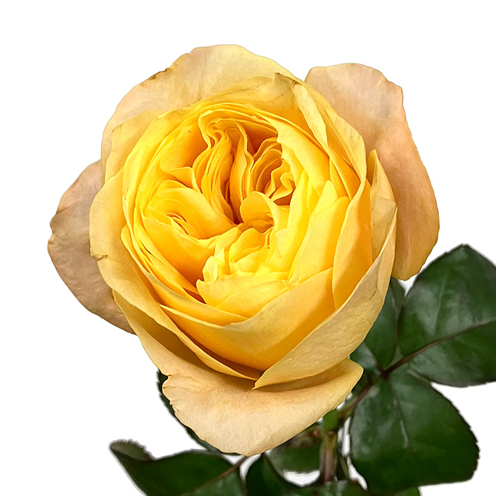 バラ　オレンジ バラ　ビーハイブ　　　L 推奨産地【予約メニュー】