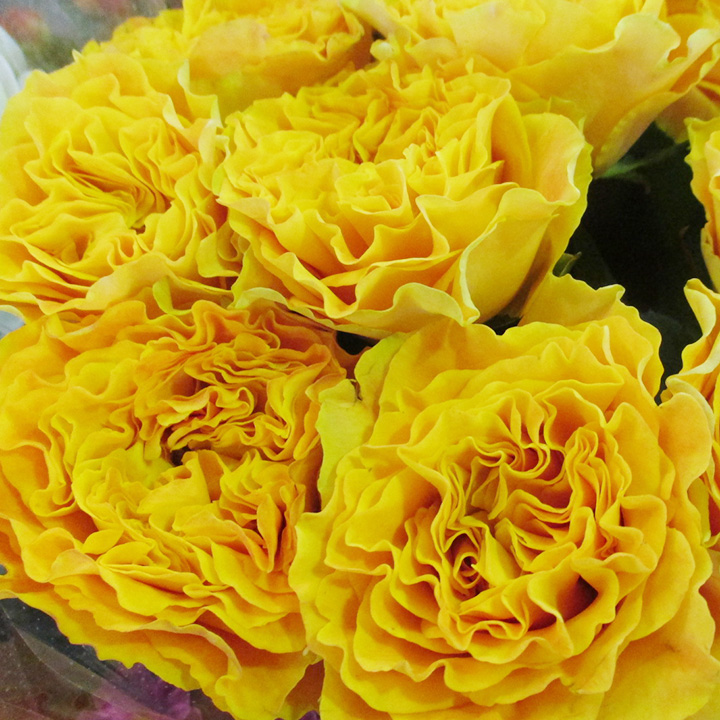 バラ　オレンジ バラ　マンゴーリーバ　L 推奨産地【予約メニュー】