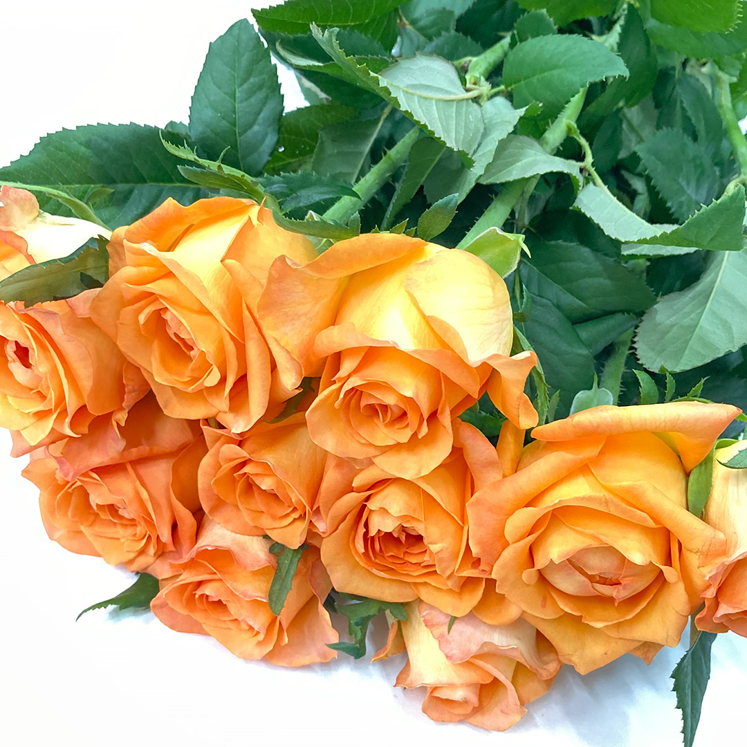 バラ オレンジ キングスデイ＋ 秀50CM (オレンジ)｜大阪店｜ハナノヒ