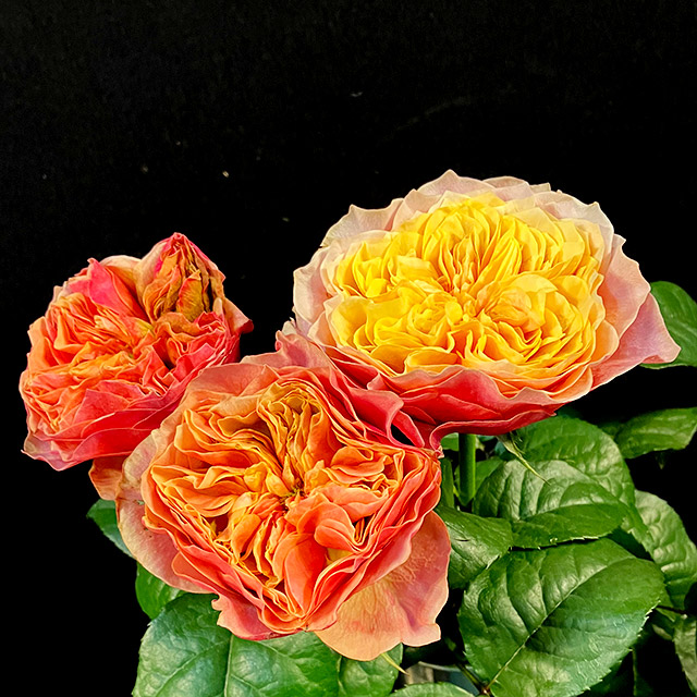 バラ　オレンジ ケンジントンガーデン 50CM (オレンジ)