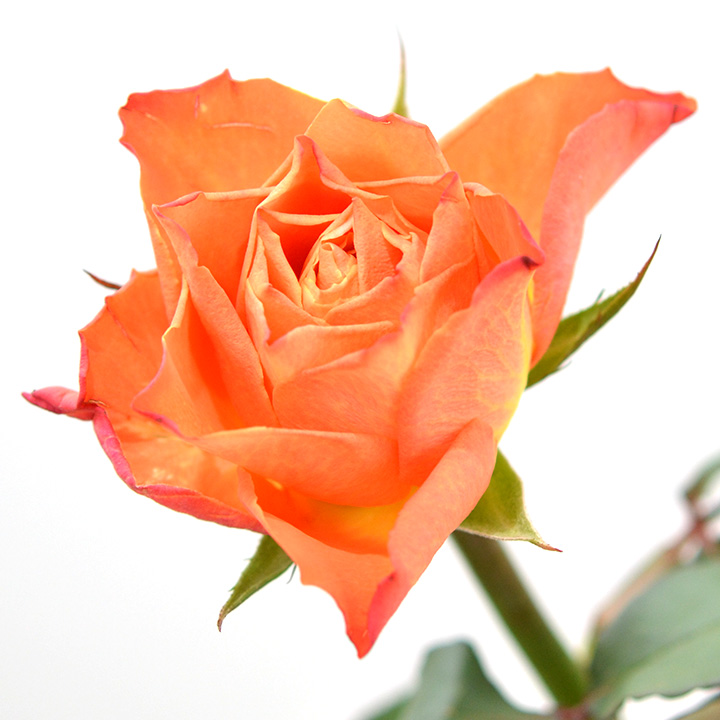 バラ　オレンジ マリヨ 55CM (オレンジ)