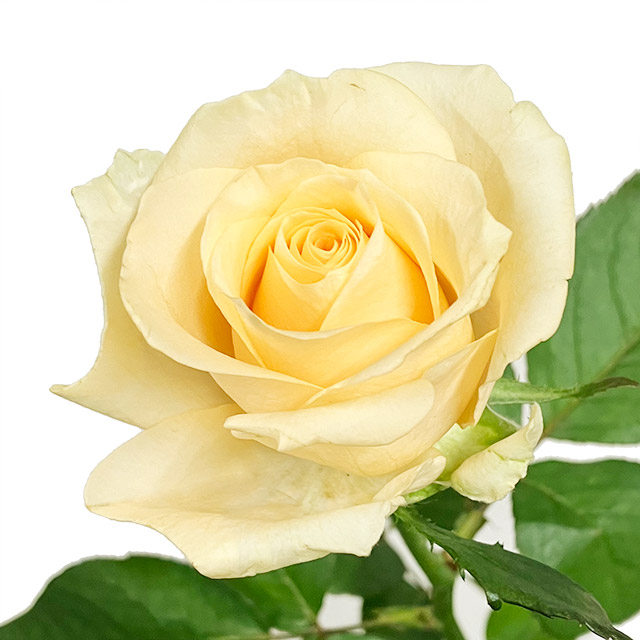 バラ　グリーン バラ　　ピーチアバランチェ　L 推奨産地【予約メニュー】