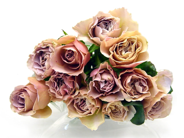 バラ　チャイロ バラ　チャイロ　L 推奨産地【予約メニュー】