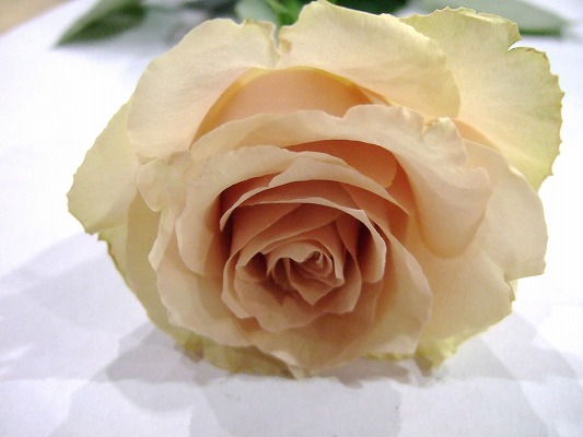 バラ　チャイロ クイックサンド  (その他)