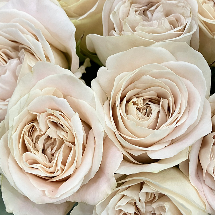 バラ　フクショク ウエストミンスターアビ 70CM (緑)