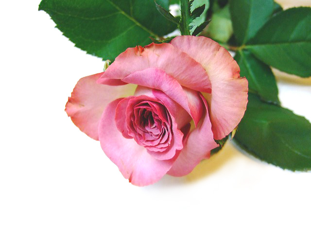 バラ フクショク ハロウィン 60CM (紫)｜東京店｜ハナノヒmarket