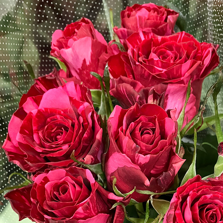 バラ　フクショク パラダイス 80CM (複色)