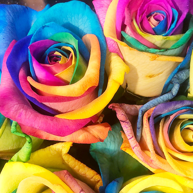 バラ　ソノタ ベンデラレインボー 70ｃｍ (その他)