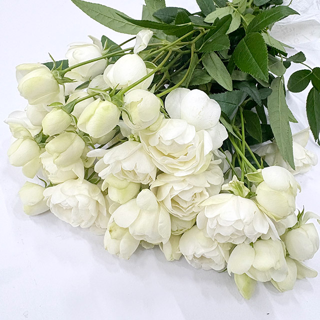 ＳＰミニバラ　ホワイト スプレーバラスプレーウイット　M 推奨産地【予約メニュー】