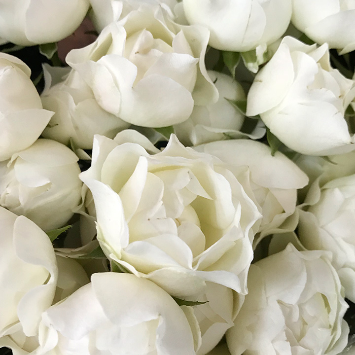 ＳＰミニバラ　ホワイト スプレーバラ　コットンカップ　M 推奨産地【予約メニュー】