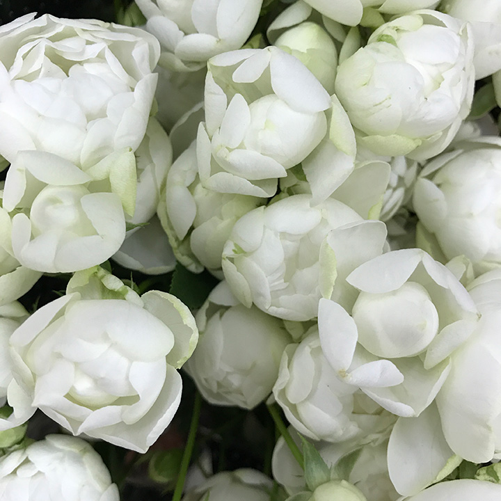 ＳＰミニバラ　ホワイト スプレーウィットＳ 50ｃｍ (白)