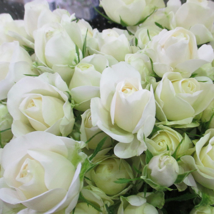 ＳＰミニバラ　ホワイト スプレーバラ　ホワイトバンビーナ　L 推奨産地【予約メニュー】