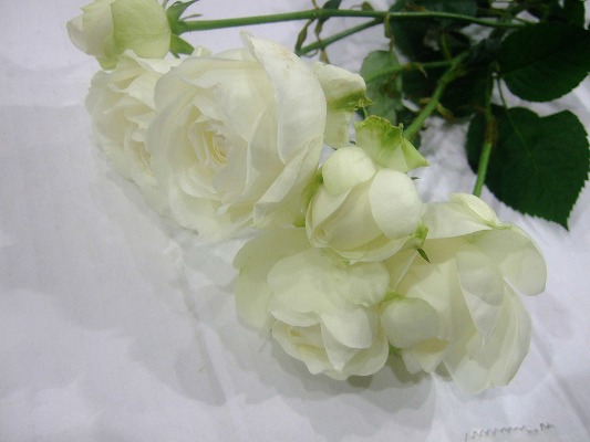 ＳＰミニバラ　ホワイト セブンスターローズ　 70ｃｍ (白)