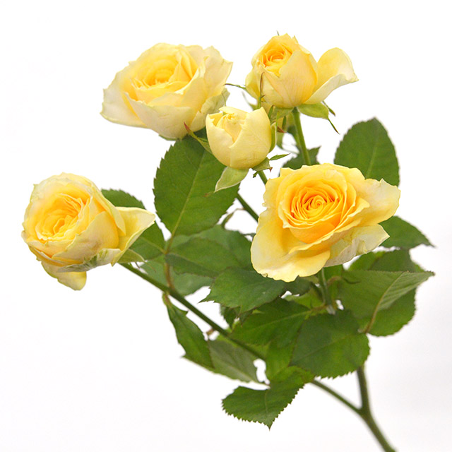 ＳＰミニバラ　イエロー スプレーバラ　イエロー　L 推奨産地【予約メニュー】