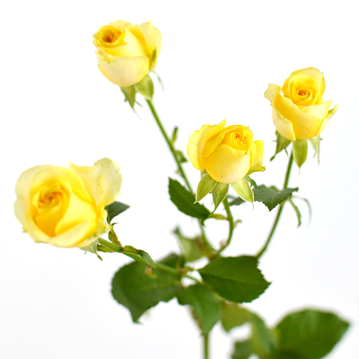 ＳＰミニバラ　イエロー スプレーバラ　フレア　L 推奨産地【予約メニュー】