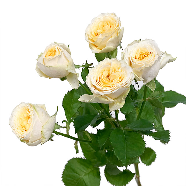 ＳＰミニバラ　イエロー スプレーバラ　サラ　L 推奨産地【予約メニュー】