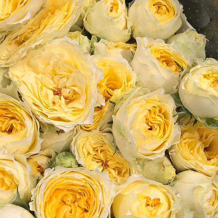 ＳＰミニバラ　イエロー スプレーバラ　ピスカップ　M 推奨産地【予約メニュー】