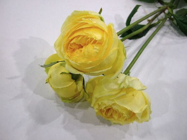 ＳＰミニバラ　イエロー カタリナ ｼｭｳ 60CM (黄色)