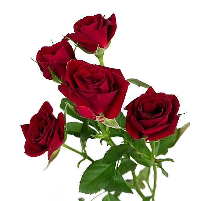 ＳＰミニバラ　レッド スプレーバラ　レッド　L 推奨産地【予約メニュー】