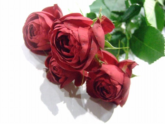 ＳＰミニバラ　レッド ガーネットジェム 秀60 (赤)