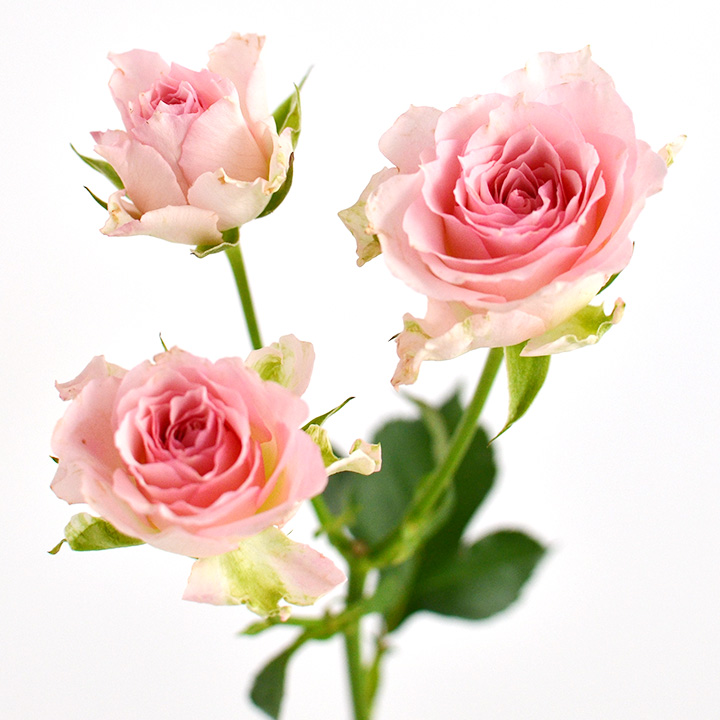 ＳＰミニバラ　ピンク スプレーバラ　ファンシーローラ　L 推奨産地【予約メニュー】