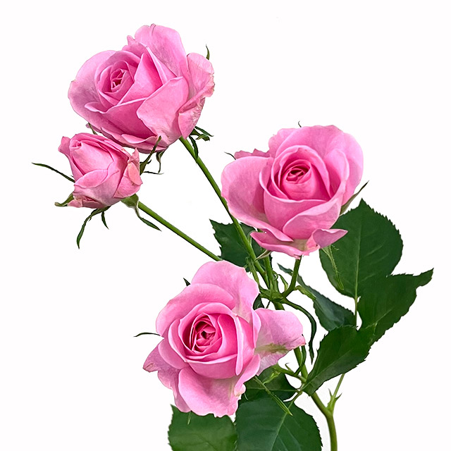 ＳＰミニバラ　ピンク スプレーバラ　ピンク　L 推奨産地【予約メニュー】