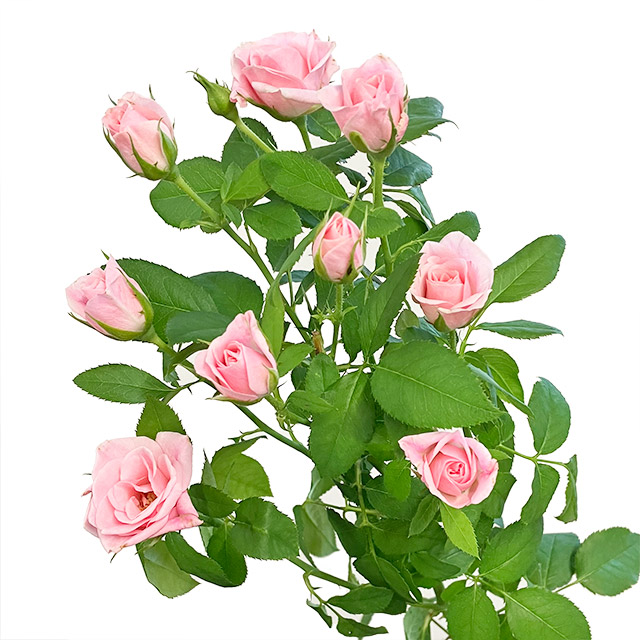 ＳＰミニバラ　ピンク アイリーン 60 (ピンク)