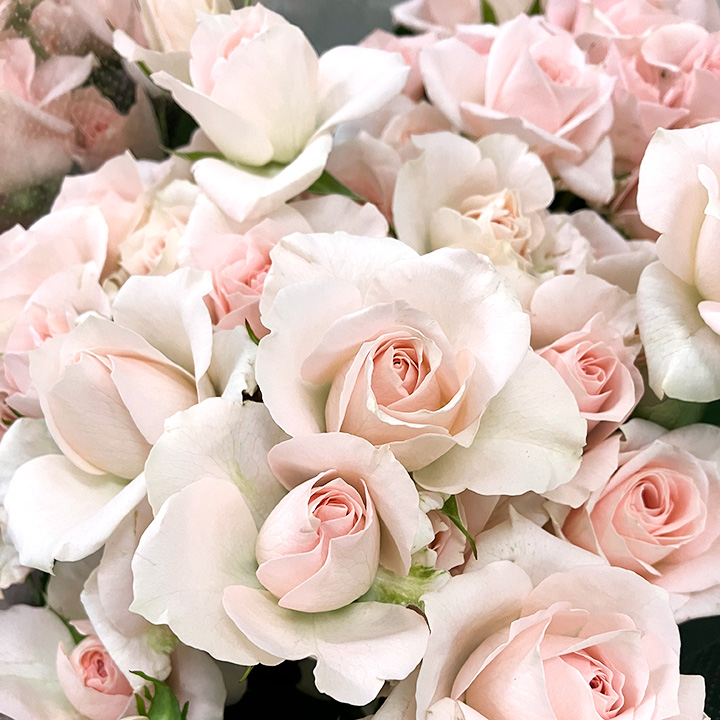 ＳＰミニバラ　ピンク サリネロ 60CM (サーモンピンク)