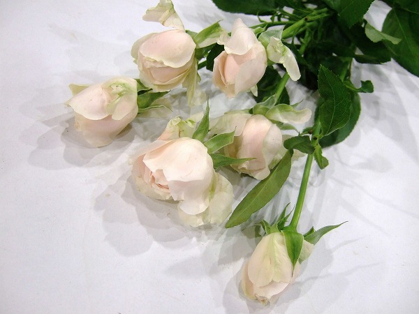 ＳＰミニバラ　ピンク シフォンドレス 秀60 (淡ピンク)