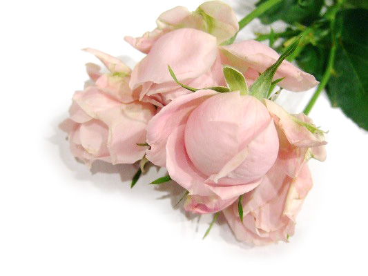 ＳＰミニバラ　ピンク ロズリーヌ 80ｃｍ (ピンク)