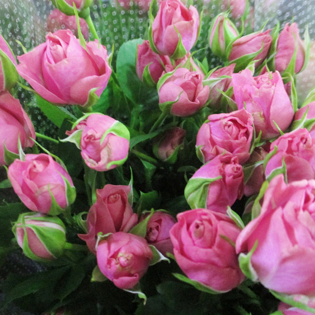 SPミニバラ ピンク ストベリーワルツ 60CM (ピンク)｜東京店