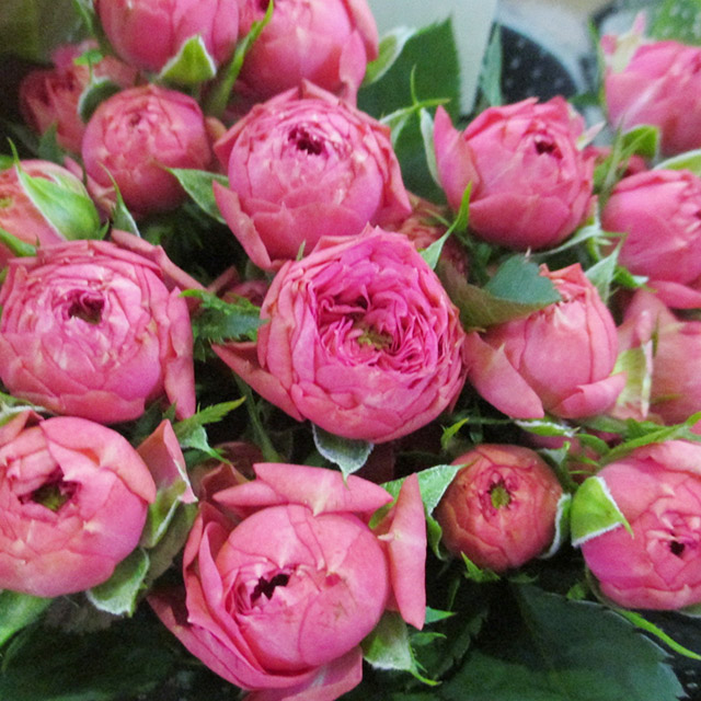 ＳＰミニバラ　ピンク ストロベリー　ポロン 秀60 (濃ピンク)