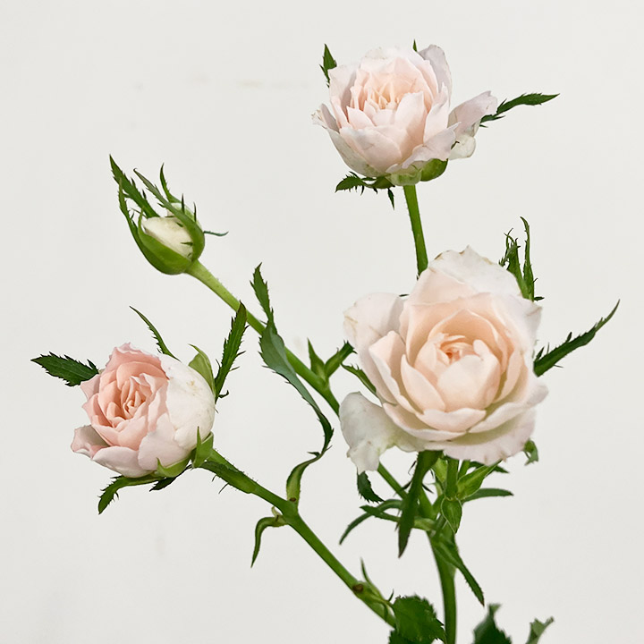 ＳＰミニバラ　ピンク スプレーバラ　ブリトーニ　L 推奨産地【予約メニュー】