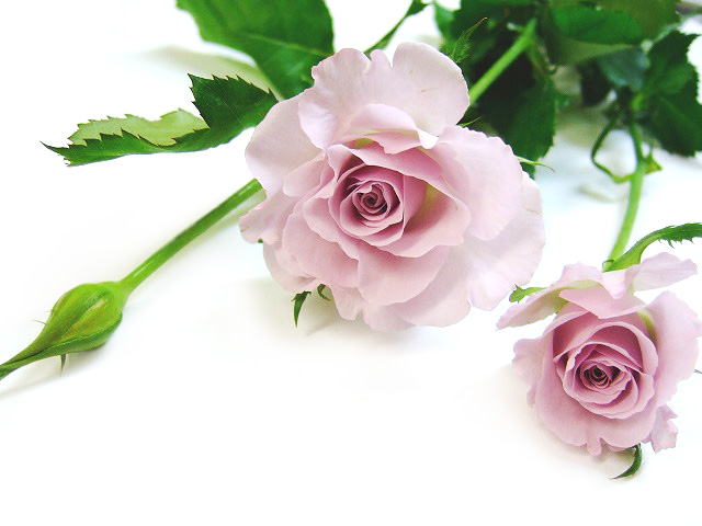 ＳＰミニバラ　ムラサキ リトルシルバー 2F50CM (淡紫)