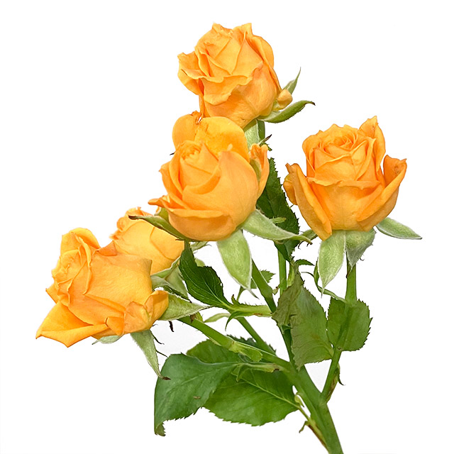 ＳＰミニバラ　オレンジ スプレーバラ　シンディー　L 推奨産地【予約メニュー】