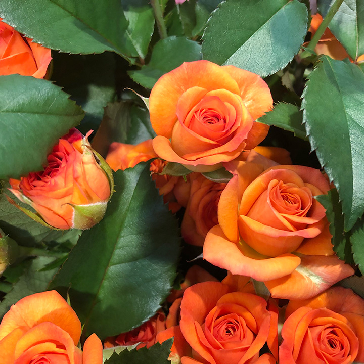 ＳＰミニバラ　オレンジ スプレーバラ　オレンジベイブ　L 推奨産地【予約メニュー】