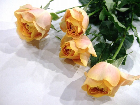 ＳＰミニバラ　オレンジ エコ 秀70 (淡オレンジ)