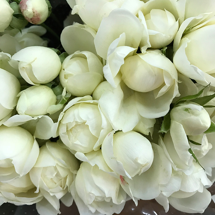 ＳＰミニバラ　グリーン スプレーバラ　スイートオールド　L 推奨産地【予約メニュー】